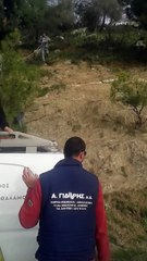 Une chèvre suspendue par les cornes aux câbles électriques