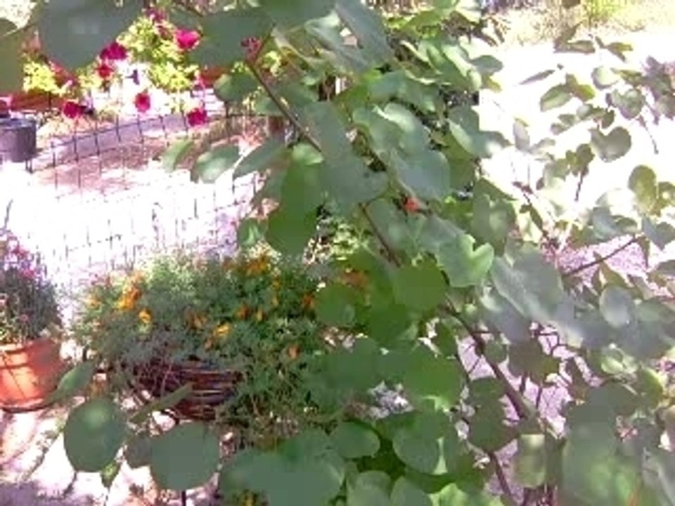 Floralies 2007