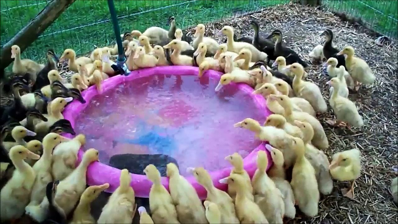 Piscine Municipale Pour Bebes Canards Trop Mignon Video Dailymotion