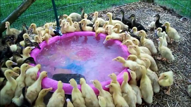 Piscine municipale pour bébés canards... Trop mignon!