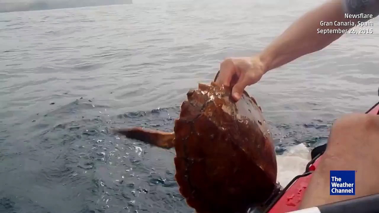 Un homme en kayak sauve une tortue de mer piégée dans un filet. Beau geste