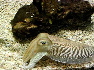 Cuttlefish