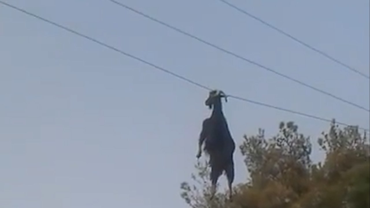 Une chèvre suspendue dans les airs par les cornes