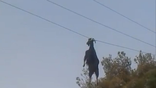 Une chèvre suspendue dans les airs par les cornes