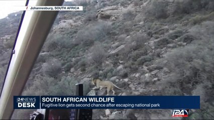 South Africa: fugitive lion gets seconde chance after escaping national park