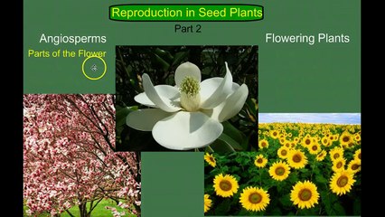 Angiosperm (flowering plant) Life Cycle
