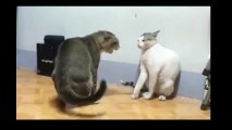 Best Cats Fighting Amazing