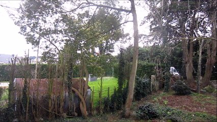 des arbres à abattre, hommage à thomas BERNHARD