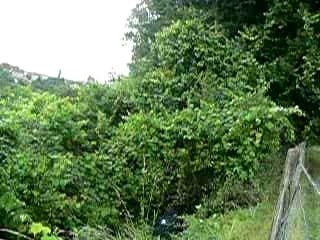 saut dans les buissons 6