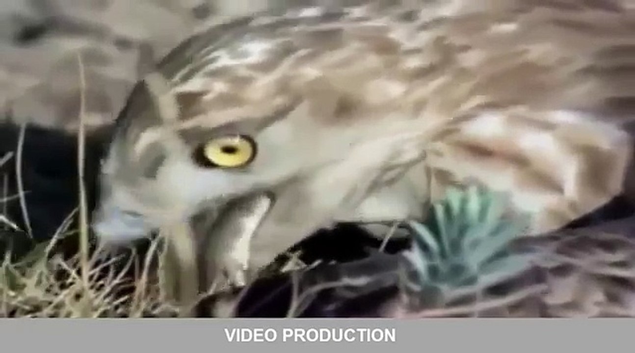 Most Amazing Wild Animal Attacks #10 _ lion, Tiger, Anaconda, Crocodile, Eagle, Cobra
