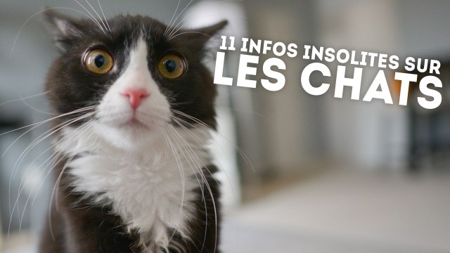 11 informations étonnantes sur nos amis les chats - QUI L'EÛT CRU ?