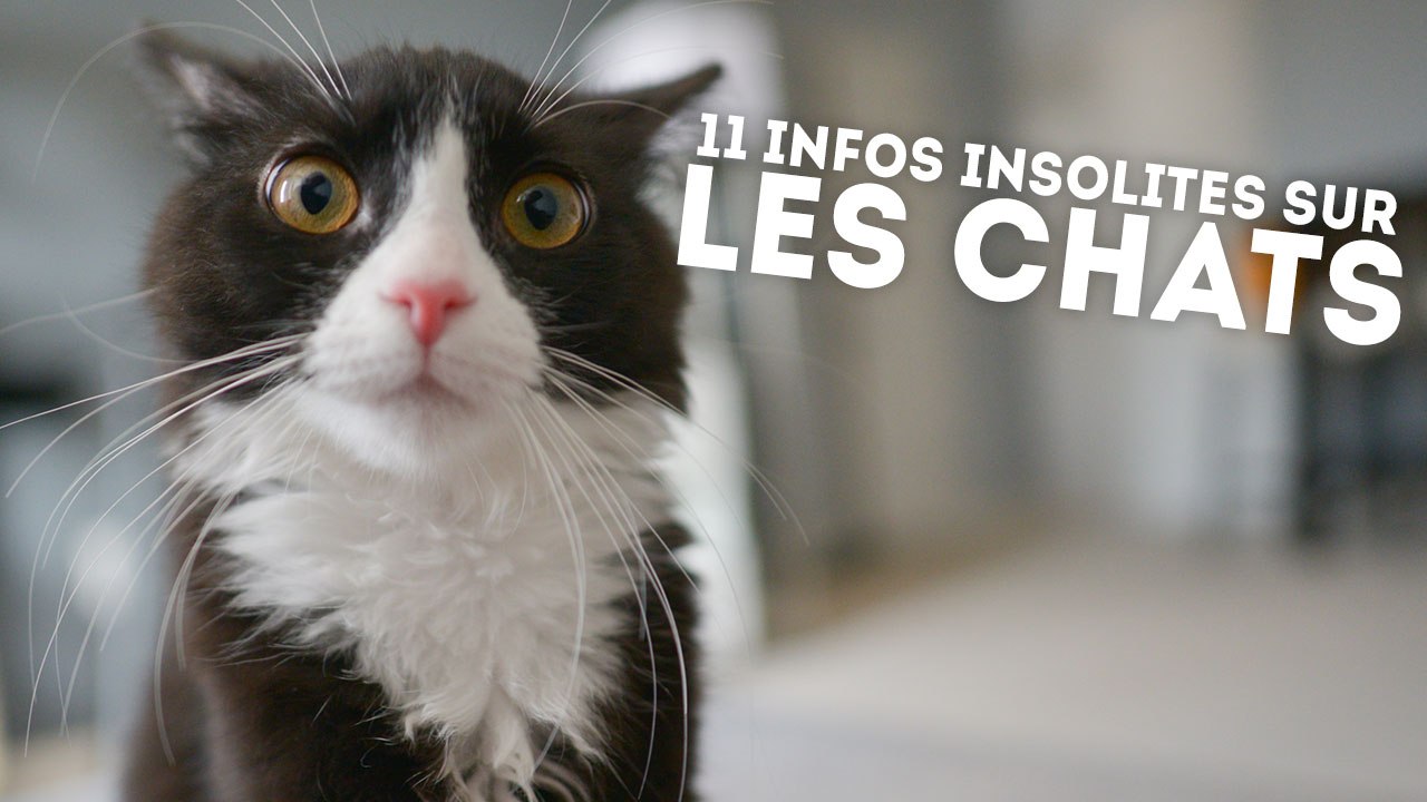 11 informations étonnantes sur nos amis les chats - QUI L'EÛT CRU ?