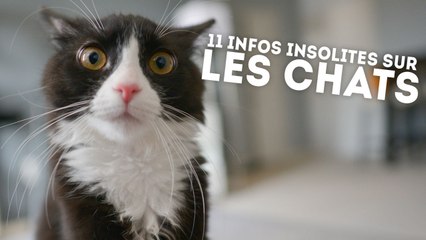 11 informations étonnantes sur nos amis les chats - QUI L'EÛT CRU ?