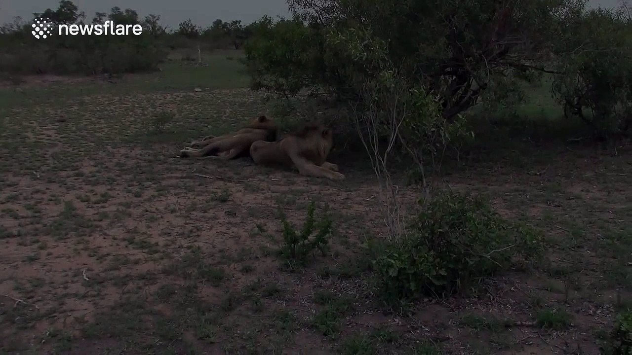 Lion snarls, sneezes and yawns at 'fake' lion whisperer