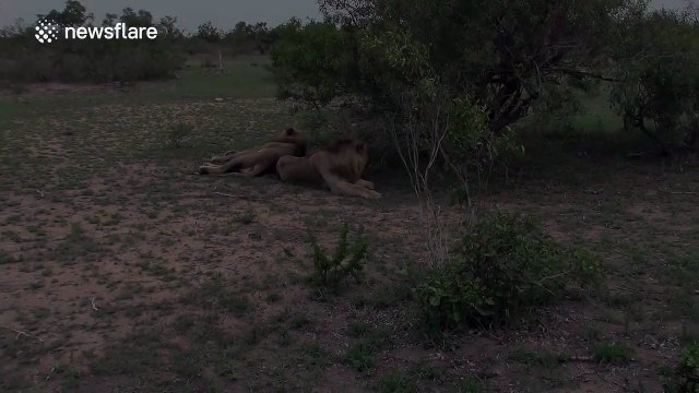 Lion snarls, sneezes and yawns at 'fake' lion whisperer