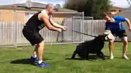 German shepherd attack training Australia (1)