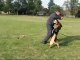 German shepherd protection dogs training - bite work and long attack - male Tayson