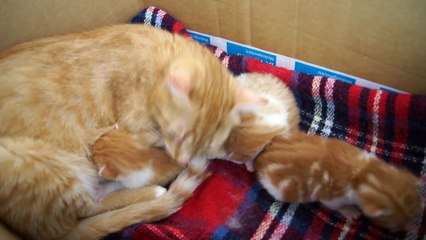 Mama Cat Talks to her Baby Kittens  2016 types of movies
