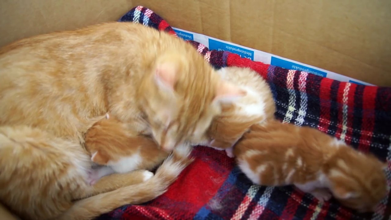 Mama Cat Talks to her Baby Kittens  2016 types of movies