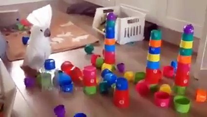 Parrot loves to destroy everything!