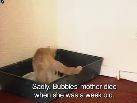 La gatta vede il piccolo coniglio sul divano ed ecco cosa fa....