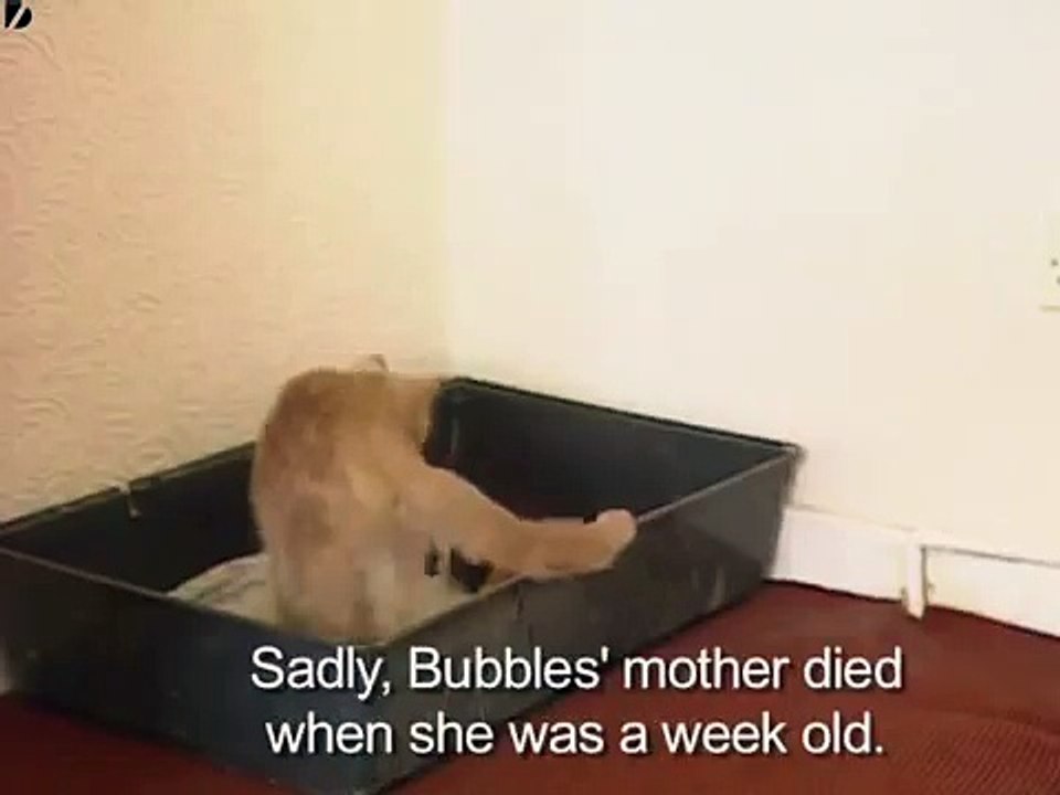 La gatta vede il piccolo coniglio sul divano ed ecco cosa fa....