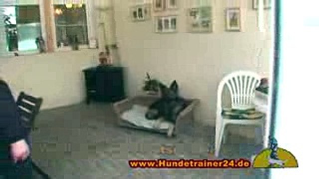 Guard dog Attack training with the German Shepherds Witch & Tiger