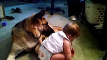 Vicious German Shepherd attacks baby.