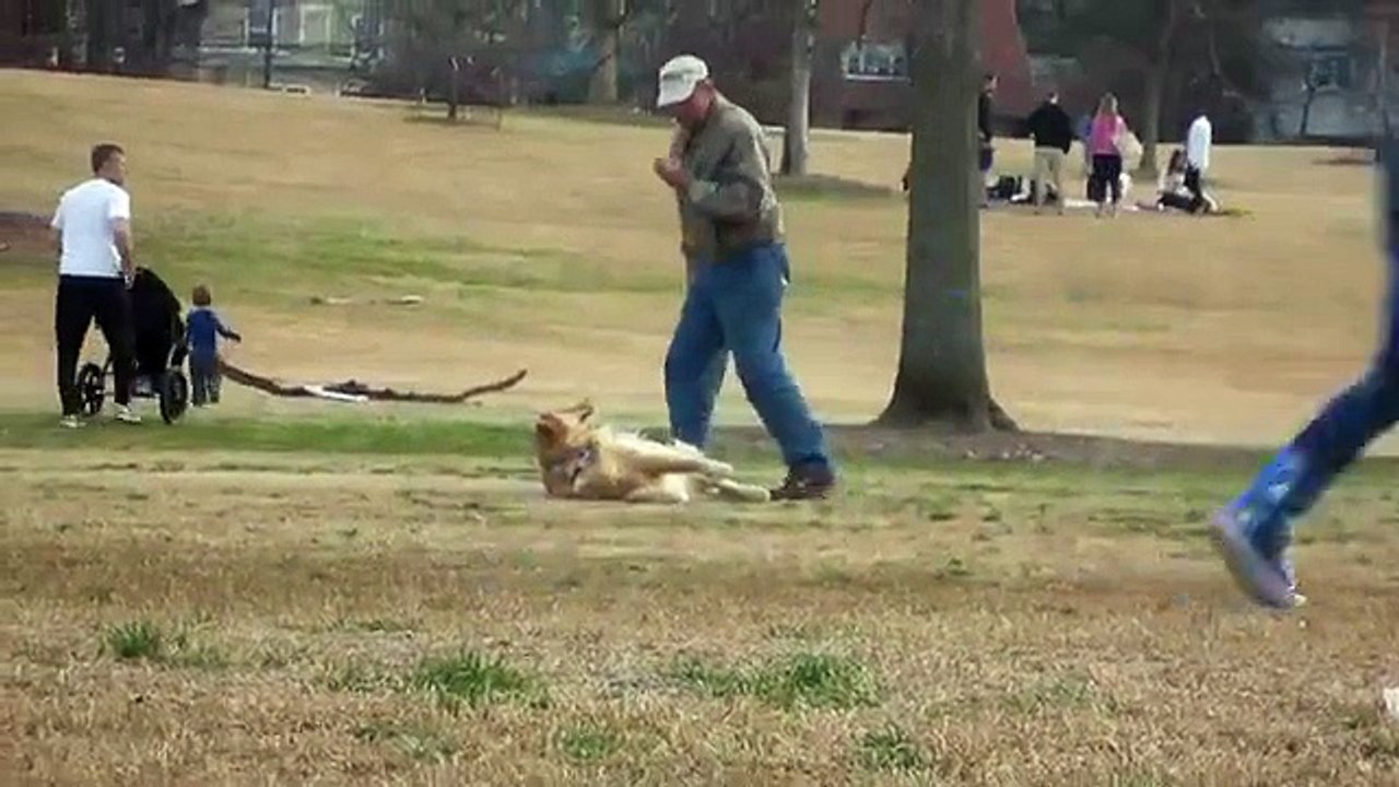 Ce chien fait le mort pour ne veut pas rentrer de la promenade