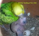 Australian Bird Mother Parrots feeding Her Child