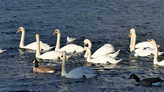 Free video: Swans, ducks, water, white bird, nature, animal.