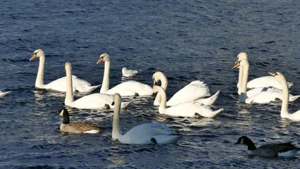 Free video:  Swans, ducks, water, white bird, nature, animal.