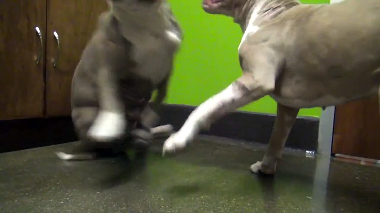 2 anciens chiens de combats se rencontrent