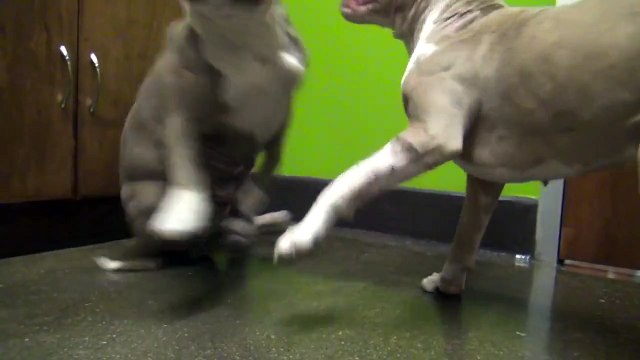 2 anciens chiens de combats se rencontrent