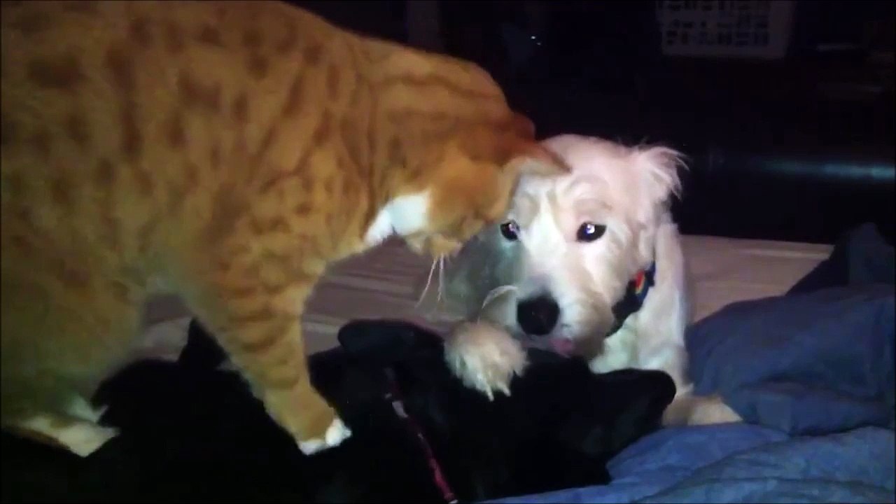 Moment détente pour ce chien qui se fait masser par un chien