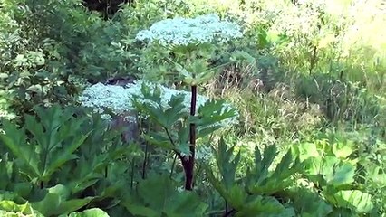Panace Gigante: Pianta tossica, fate attenzione!