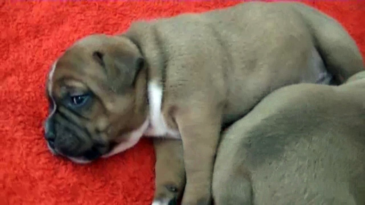 24ème vidéo Chiot n° 4 Femelle de la 24ème portée de STAFFORDLAND