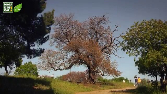 DOĞA İÇİN ÇAL AKAPELLA - DİVANE AŞIK GİBİ