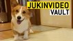 Corgi Dog Videos from the JukinVideo Vault