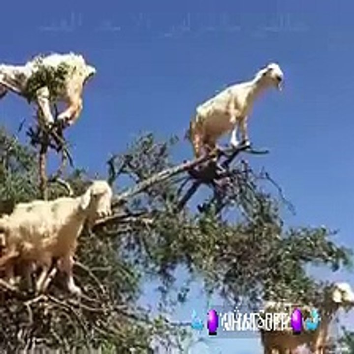 funny .. حلو