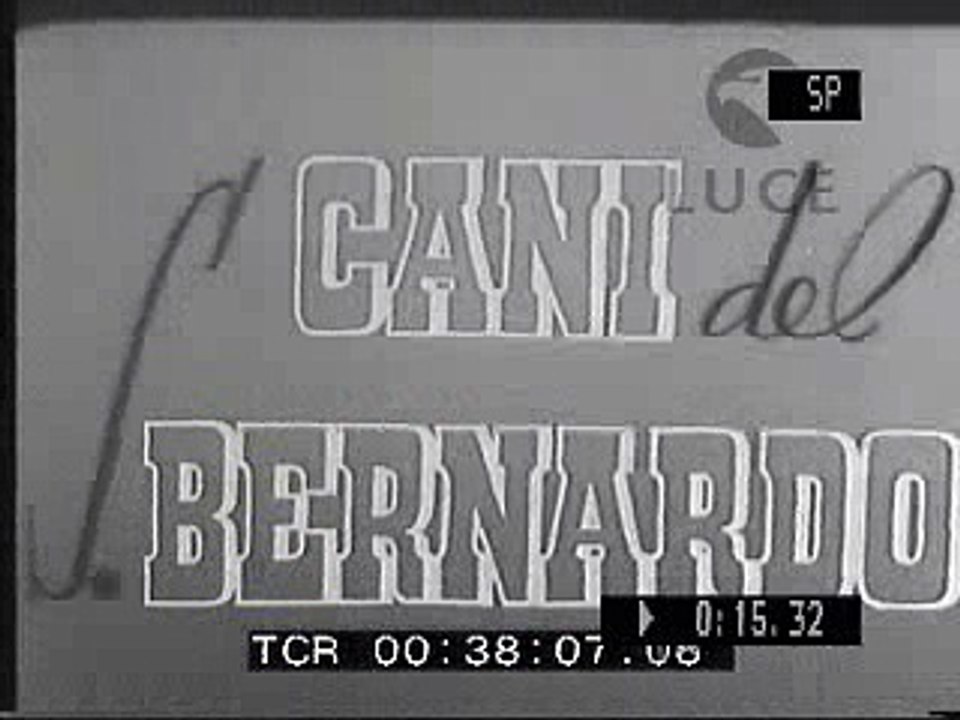 cani de s bernardo