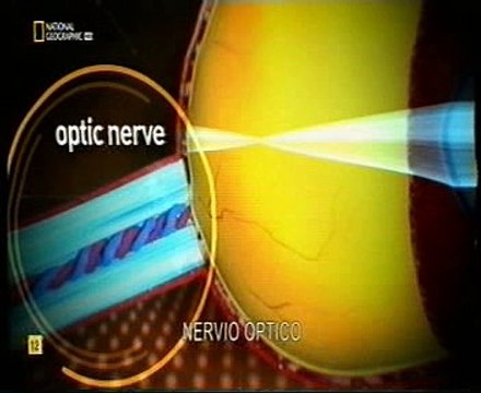 Vision sacadica: Percepcion del movimiento