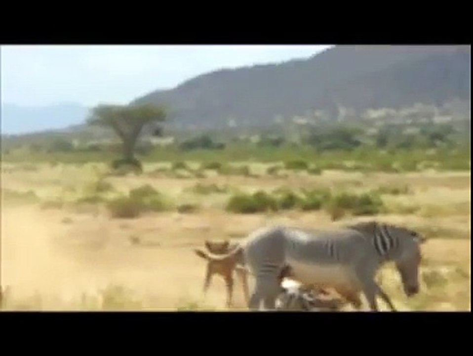 Lion Attack On Zebra Real One