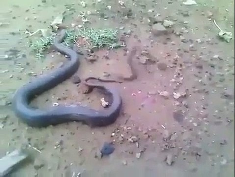 Une mère serpent accouche de bébés