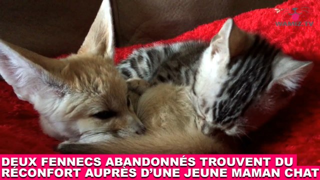 Deux fennecs abandonnés trouvent du réconfort auprès d'une jeune maman chat ! Tout de suite dans la minute chat #175