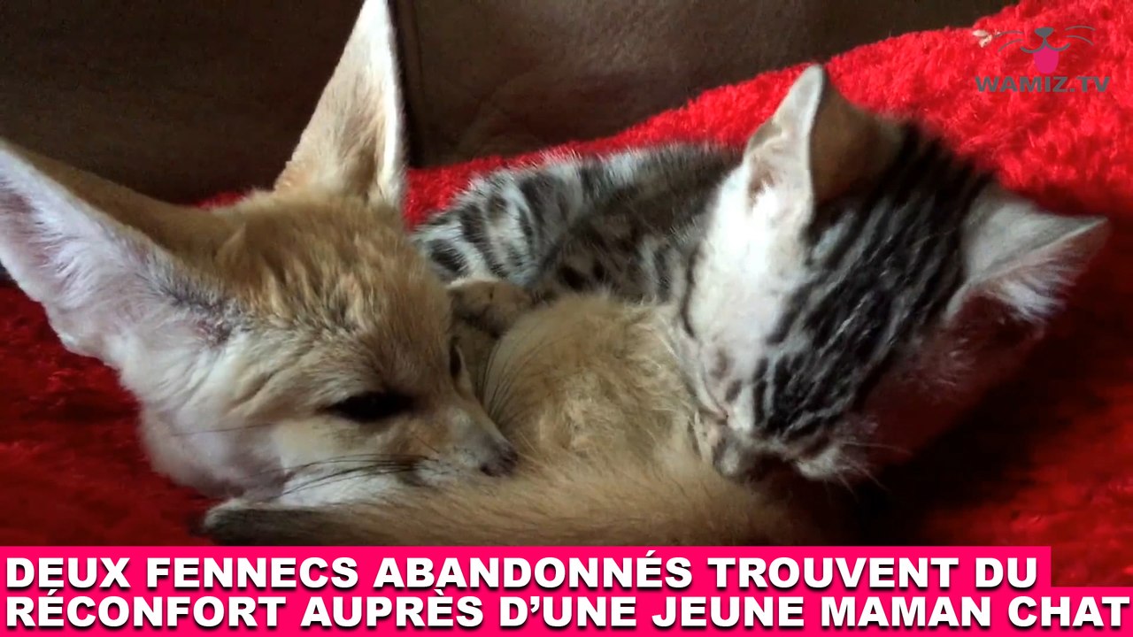 Deux fennecs abandonnés trouvent du réconfort auprès d'une jeune maman chat ! Tout de suite dans la minute chat #175