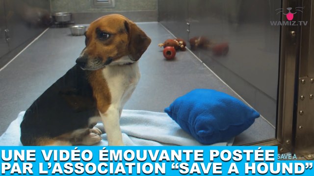 Une vidéo émouvante postée par l'association Save a Hound ! À regarder dans la minute chien #174