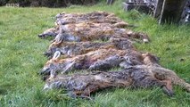 BBC1_Spotlight 29Mar16_foxes killing lambs