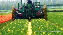 Fendt F 231 GT - Tulpen koppen / Topping tulips in Holland