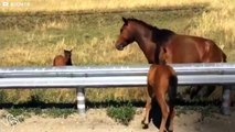 Un homme sauve un bébé cheval coincé sur la route. Beau gest